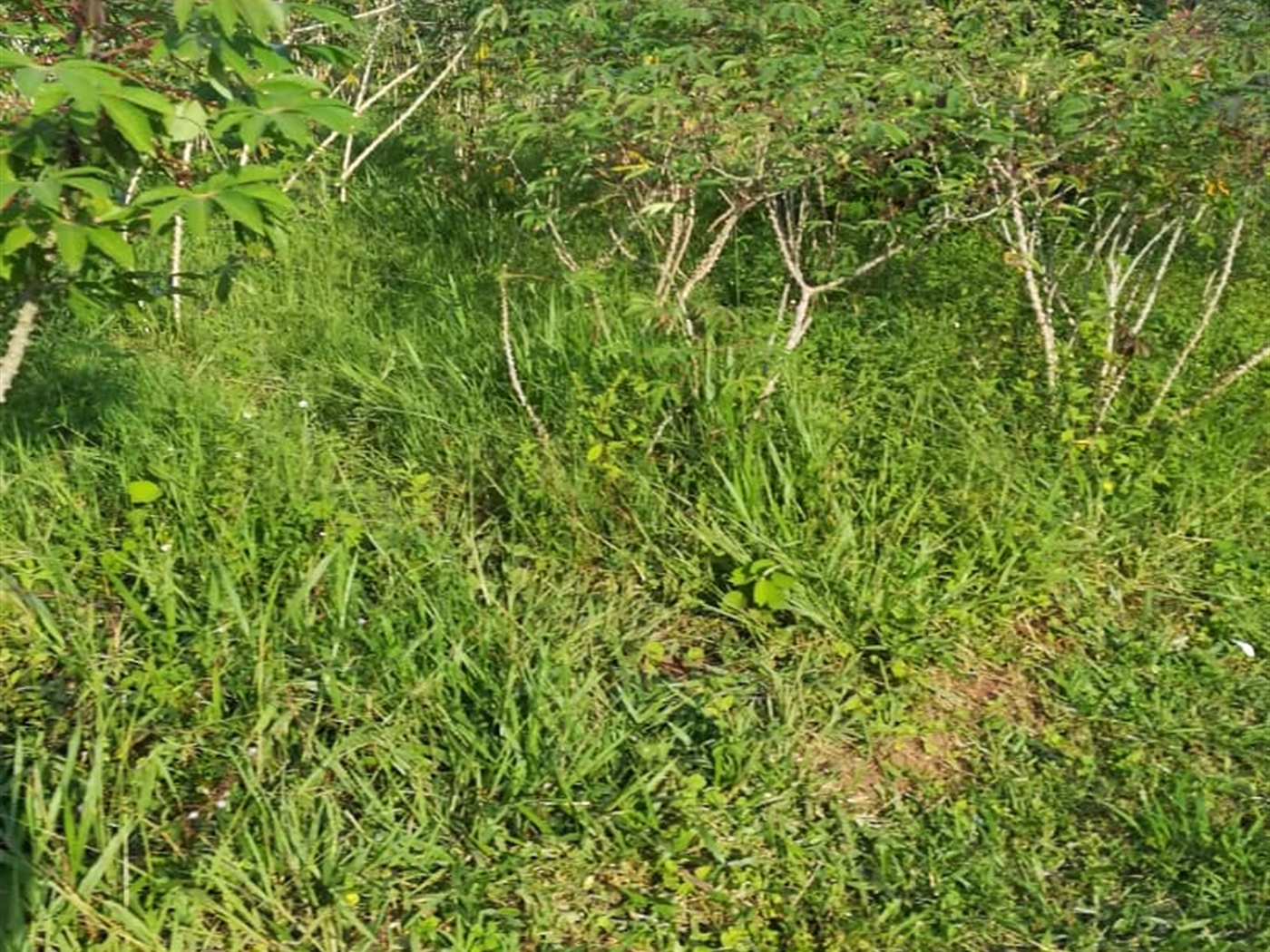 Residential Land for sale in Ntawo Mukono