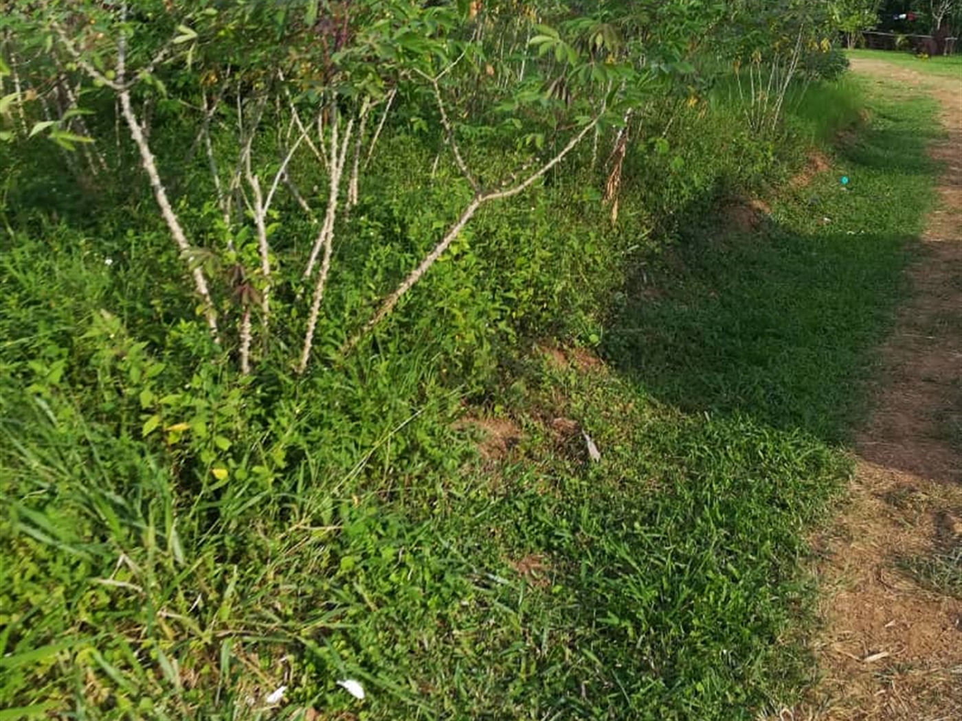 Residential Land for sale in Ntawo Mukono