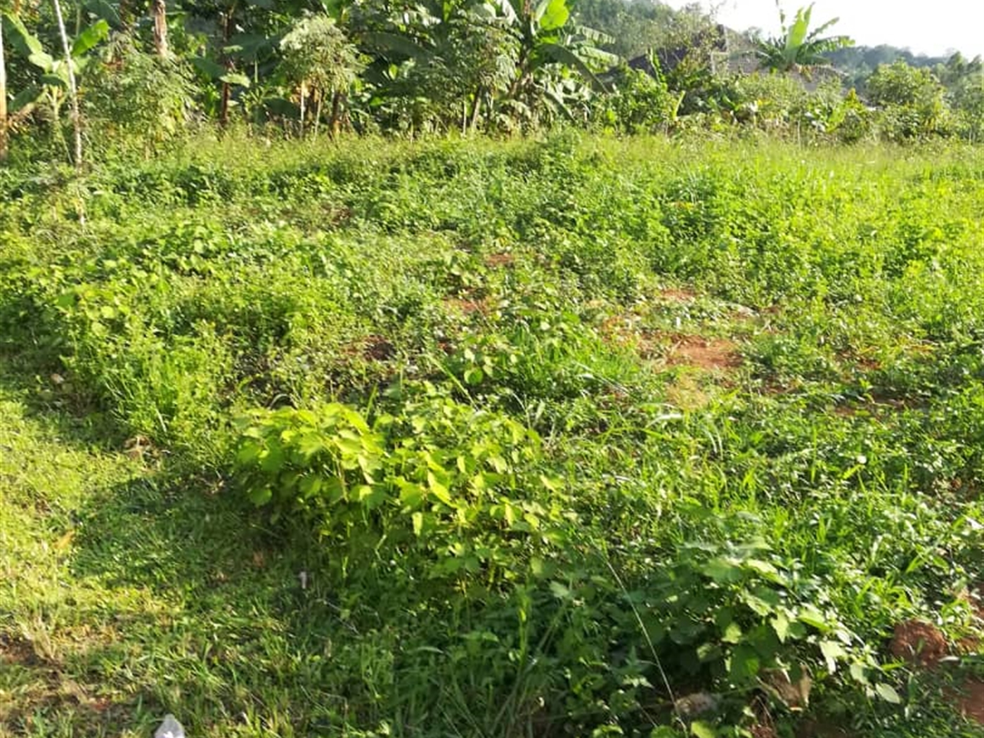 Residential Land for sale in Ntawo Mukono