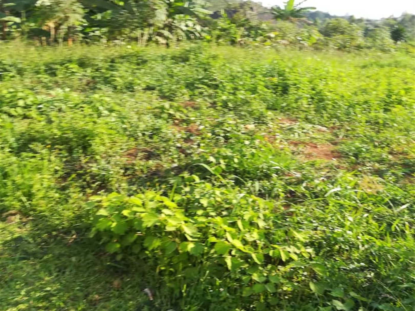 Residential Land for sale in Ntawo Mukono