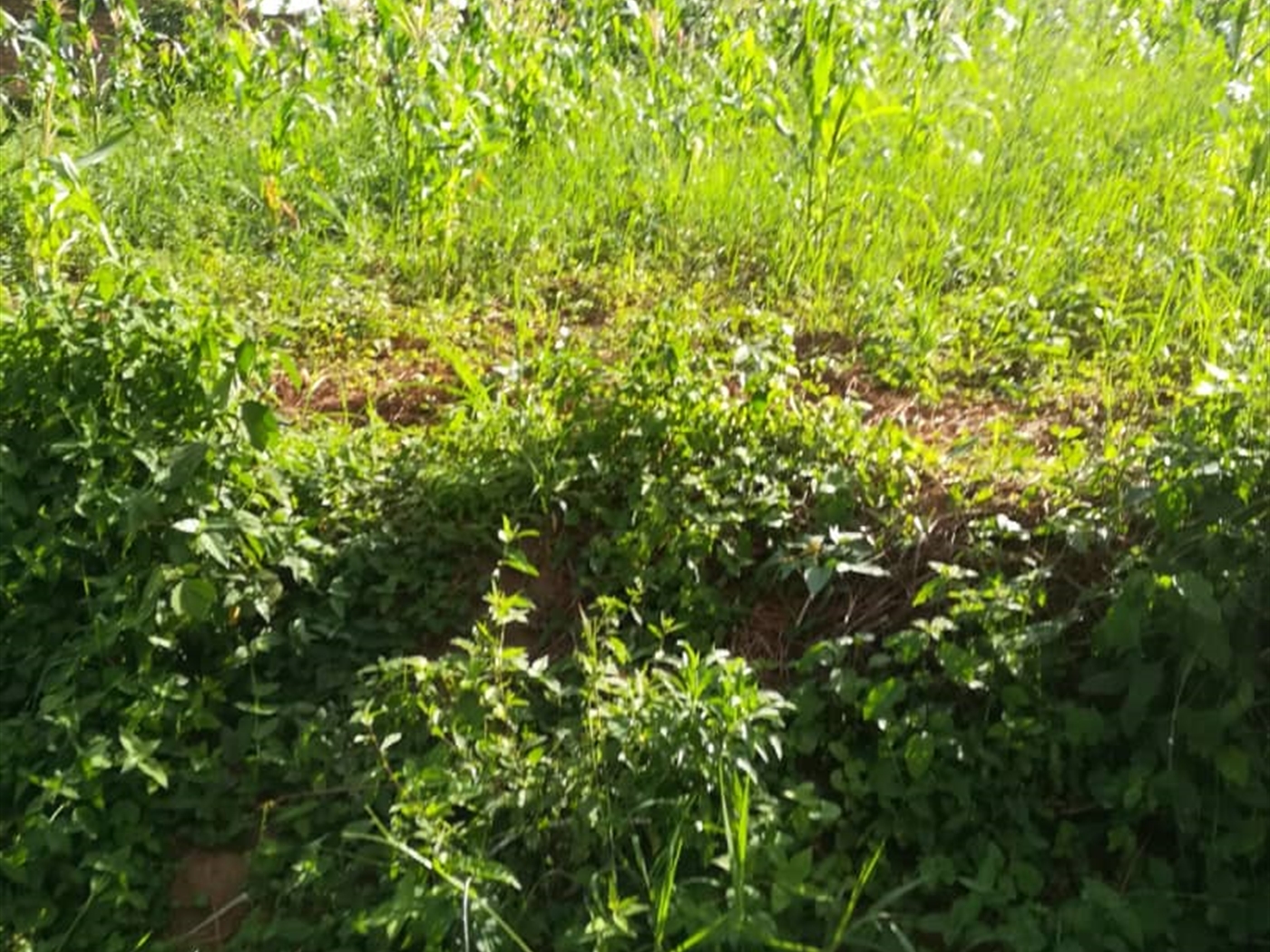 Residential Land for sale in Ntawo Mukono