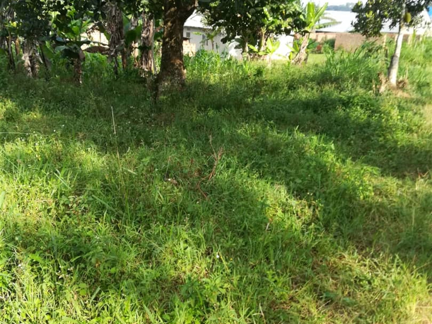 Residential Land for sale in Ntawo Mukono