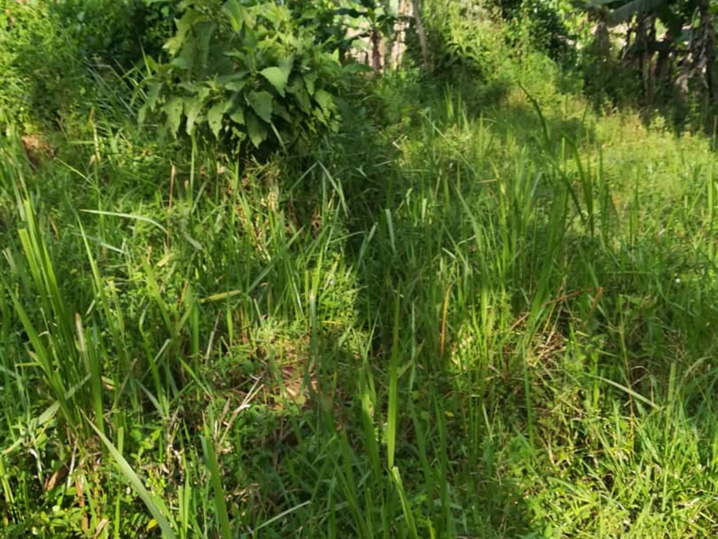 Residential Land for sale in Ntawo Mukono