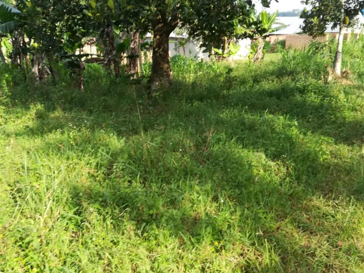 Residential Land for sale in Ntawo Mukono
