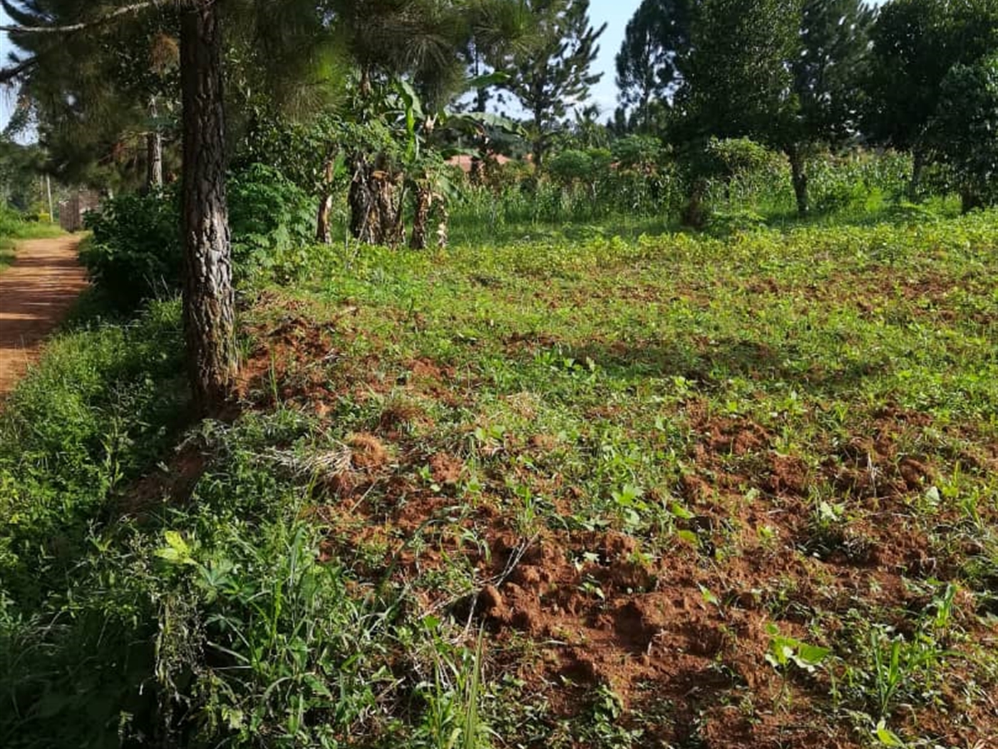 Residential Land for sale in Ntawo Mukono