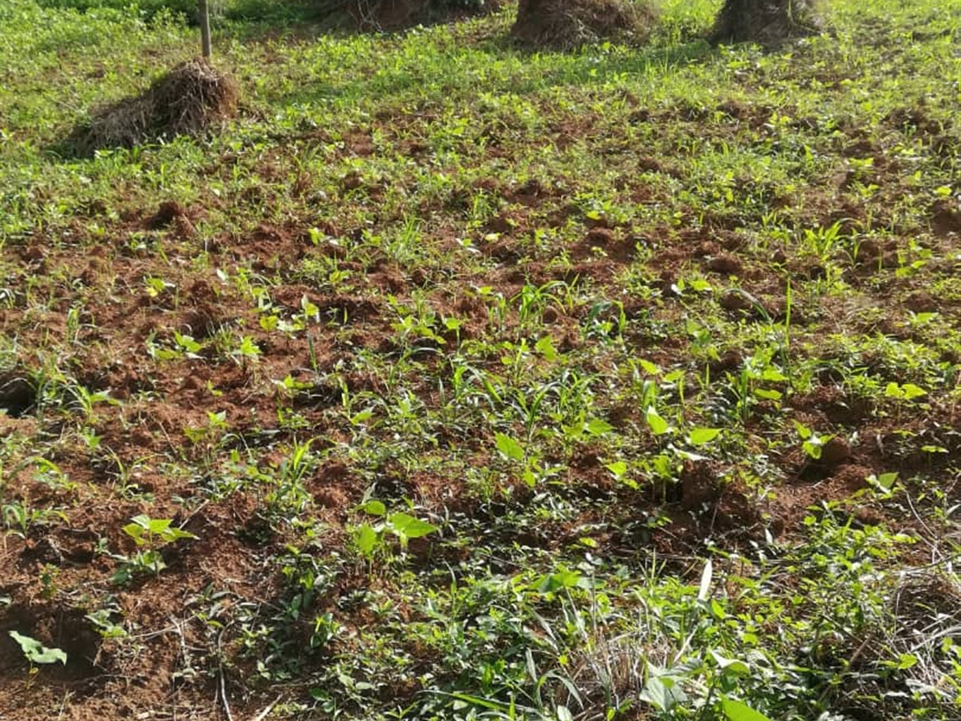 Residential Land for sale in Ntawo Mukono