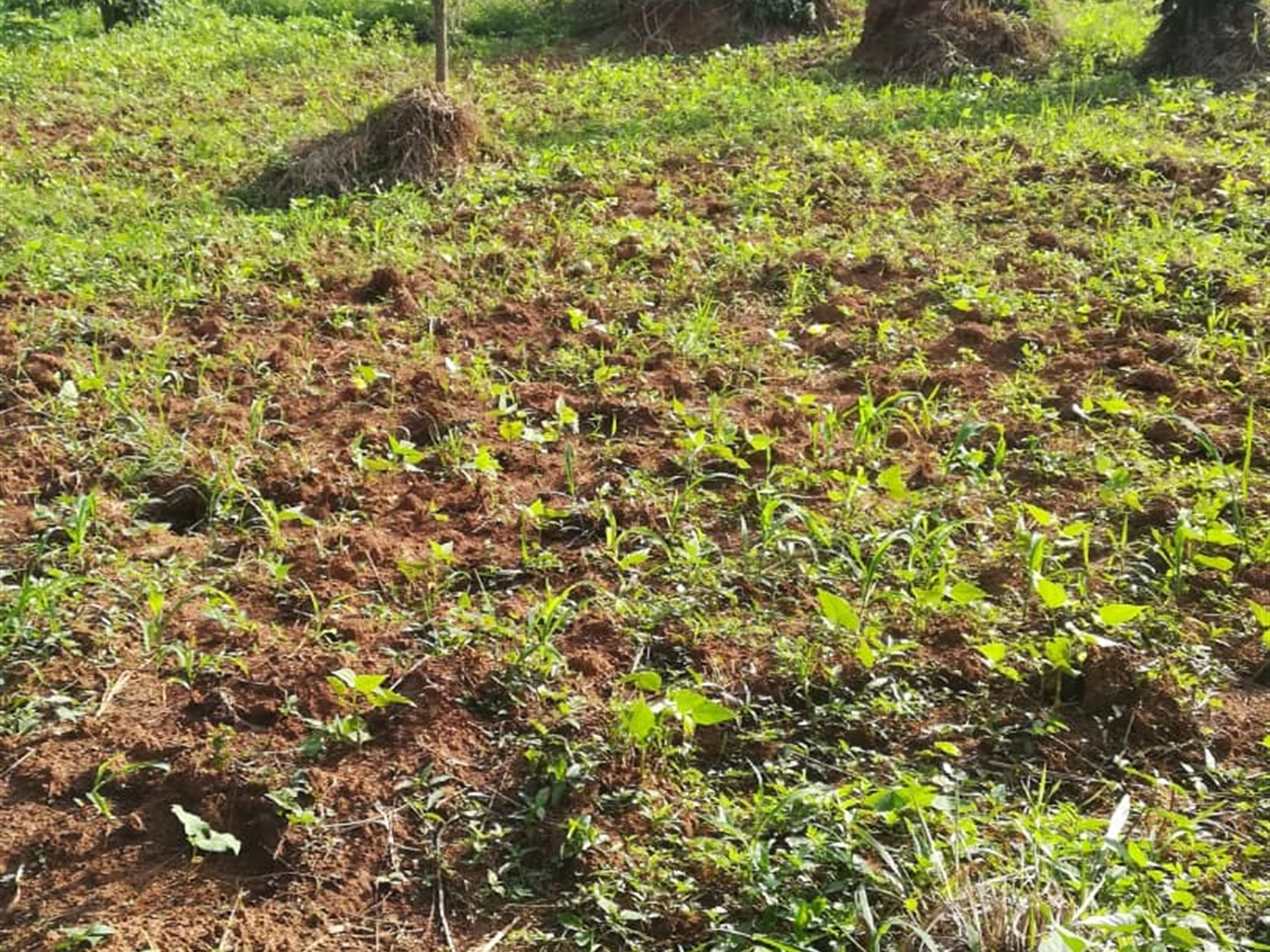 Residential Land for sale in Ntawo Mukono