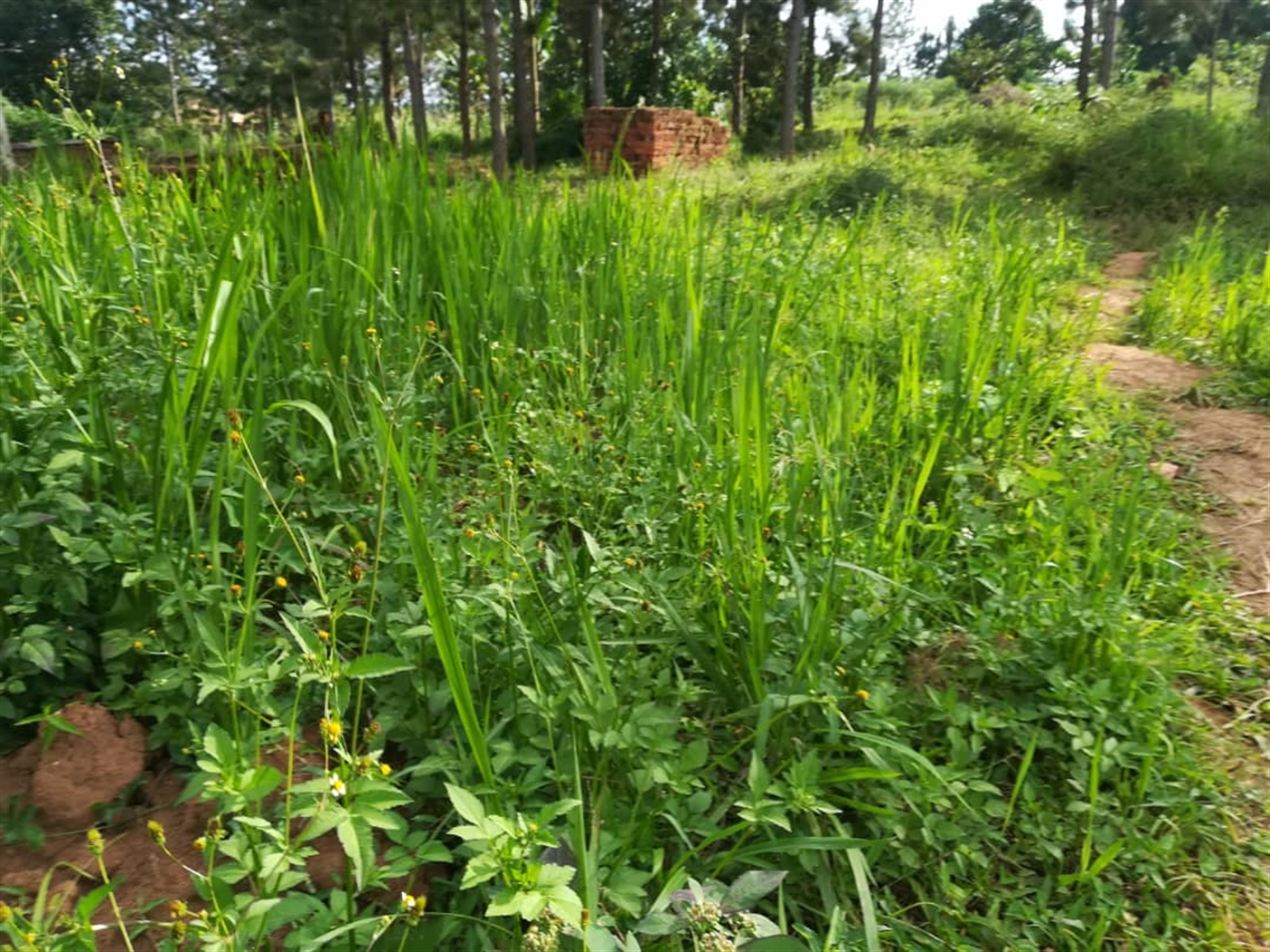 Residential Land for sale in Ntawo Mukono