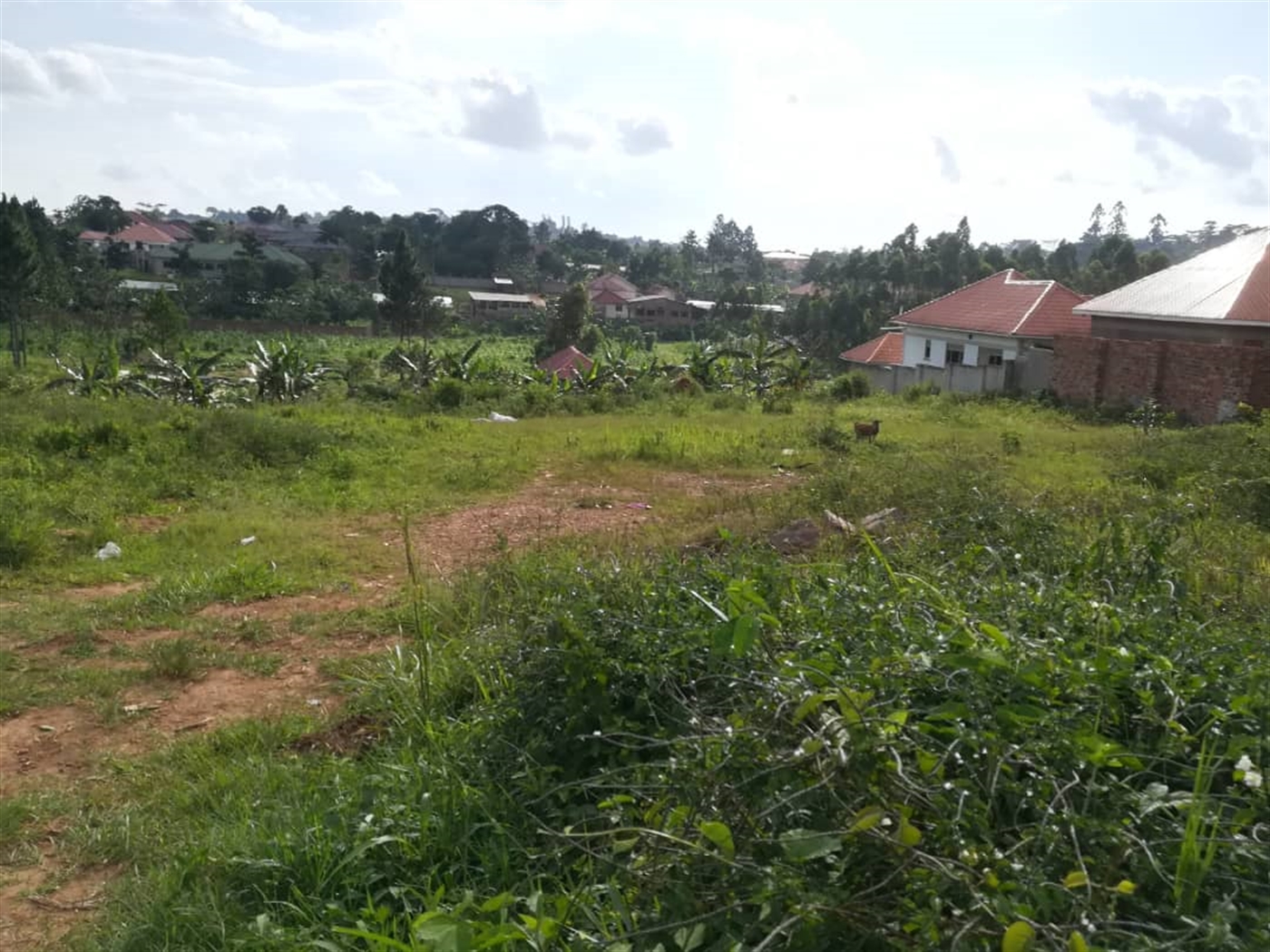 Residential Land for sale in Ntawo Mukono