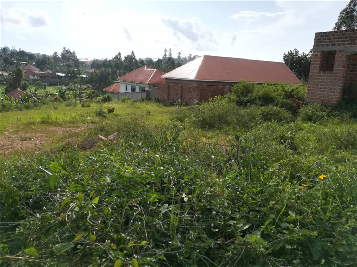 Residential Land for sale in Ntawo Mukono