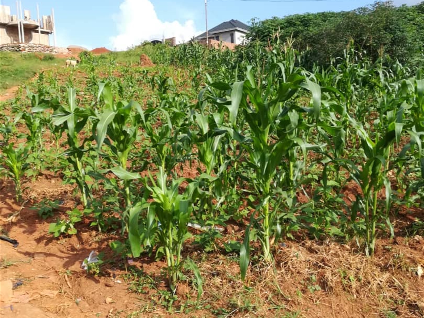 Residential Land for sale in Ntawo Mukono