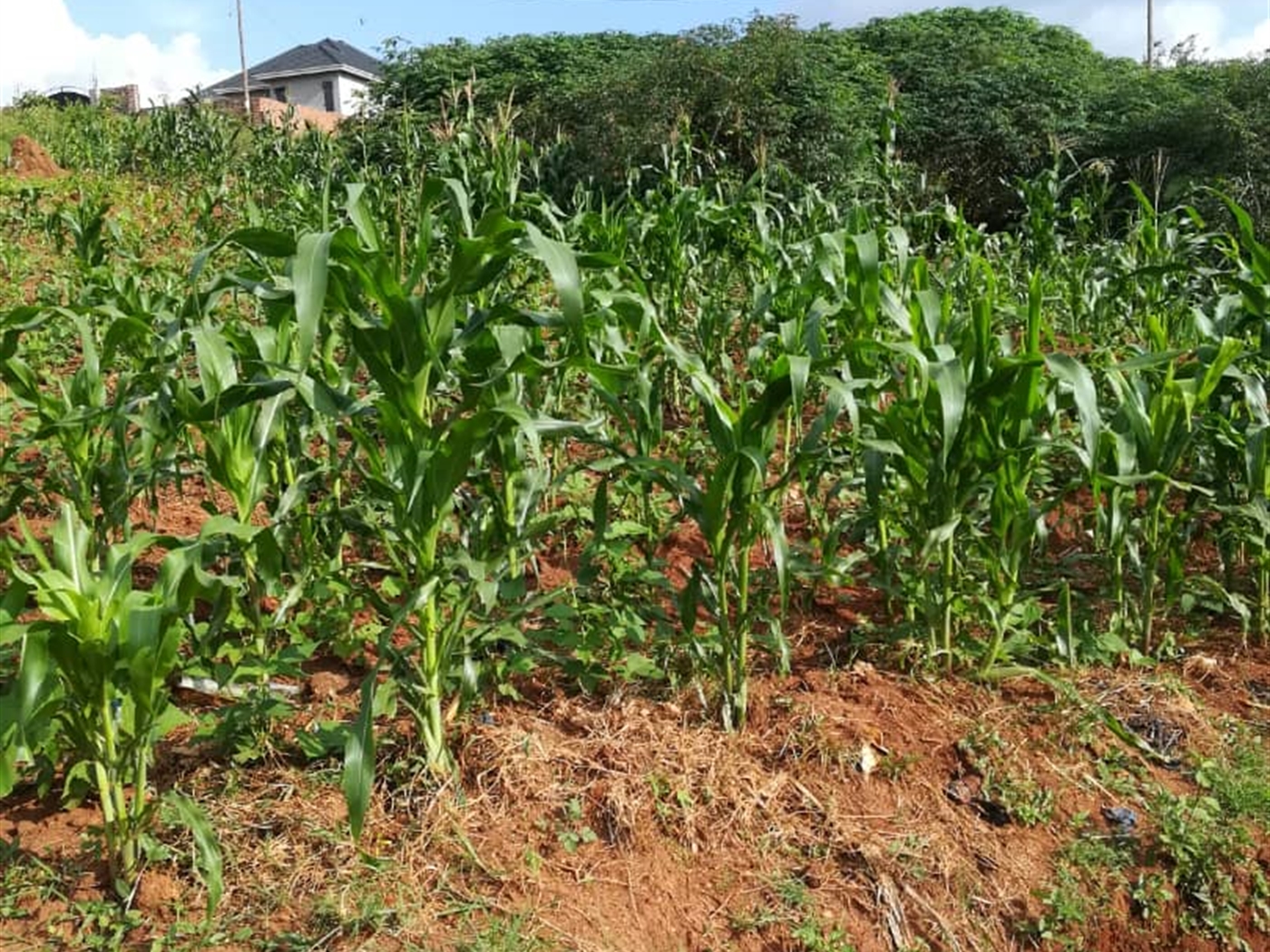 Residential Land for sale in Ntawo Mukono