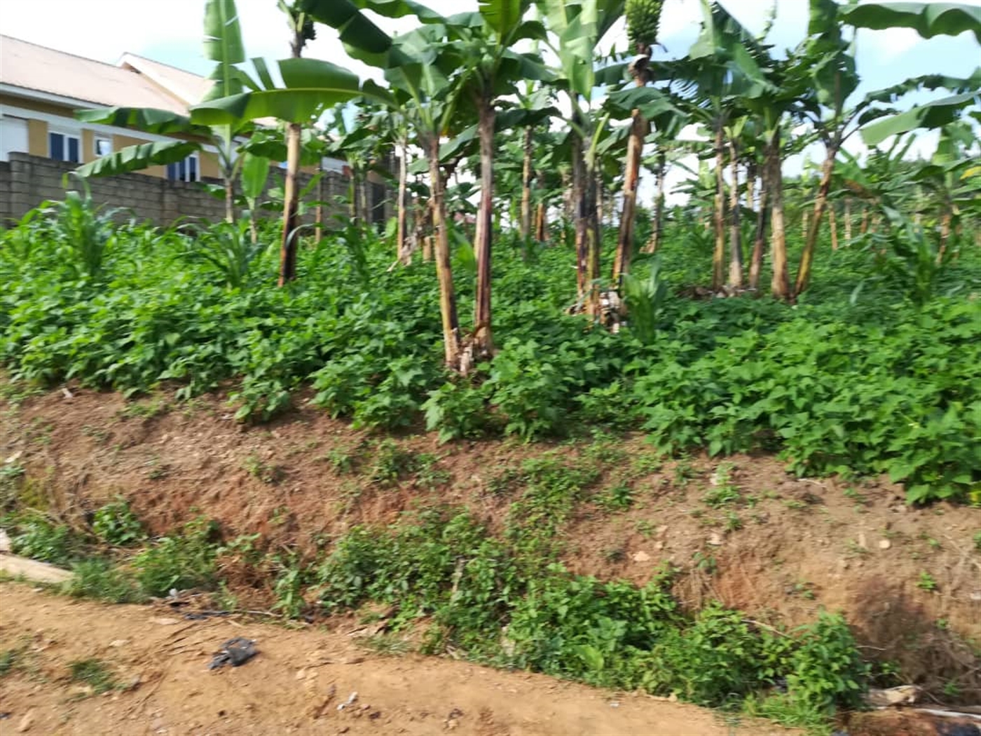 Residential Land for sale in Ntawo Mukono