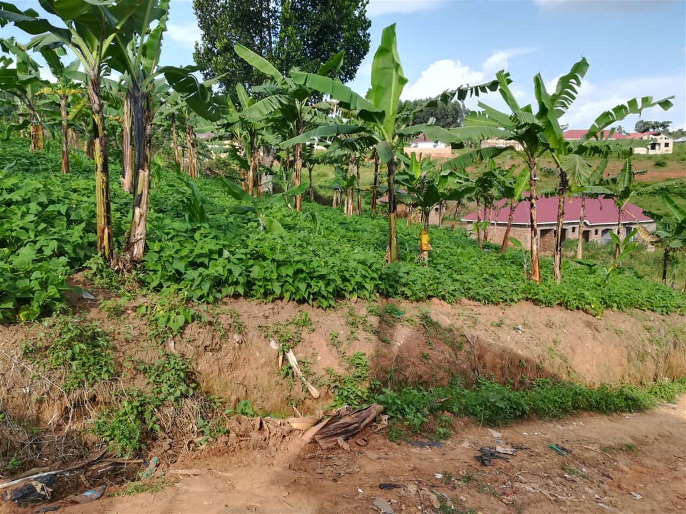 Residential Land for sale in Ntawo Mukono