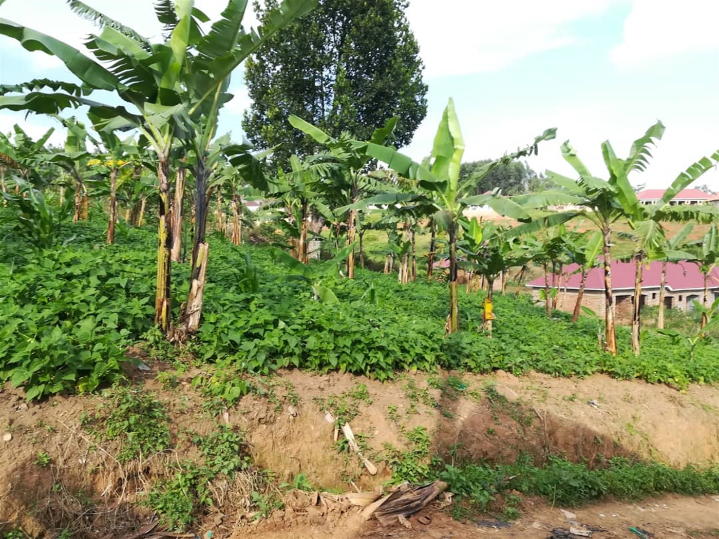 Residential Land for sale in Ntawo Mukono