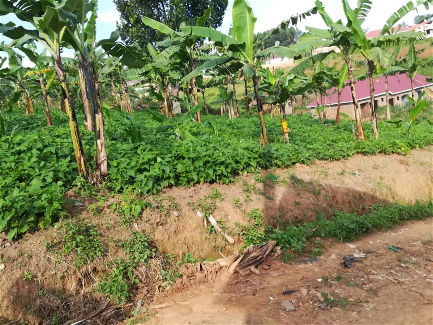 Residential Land for sale in Ntawo Mukono