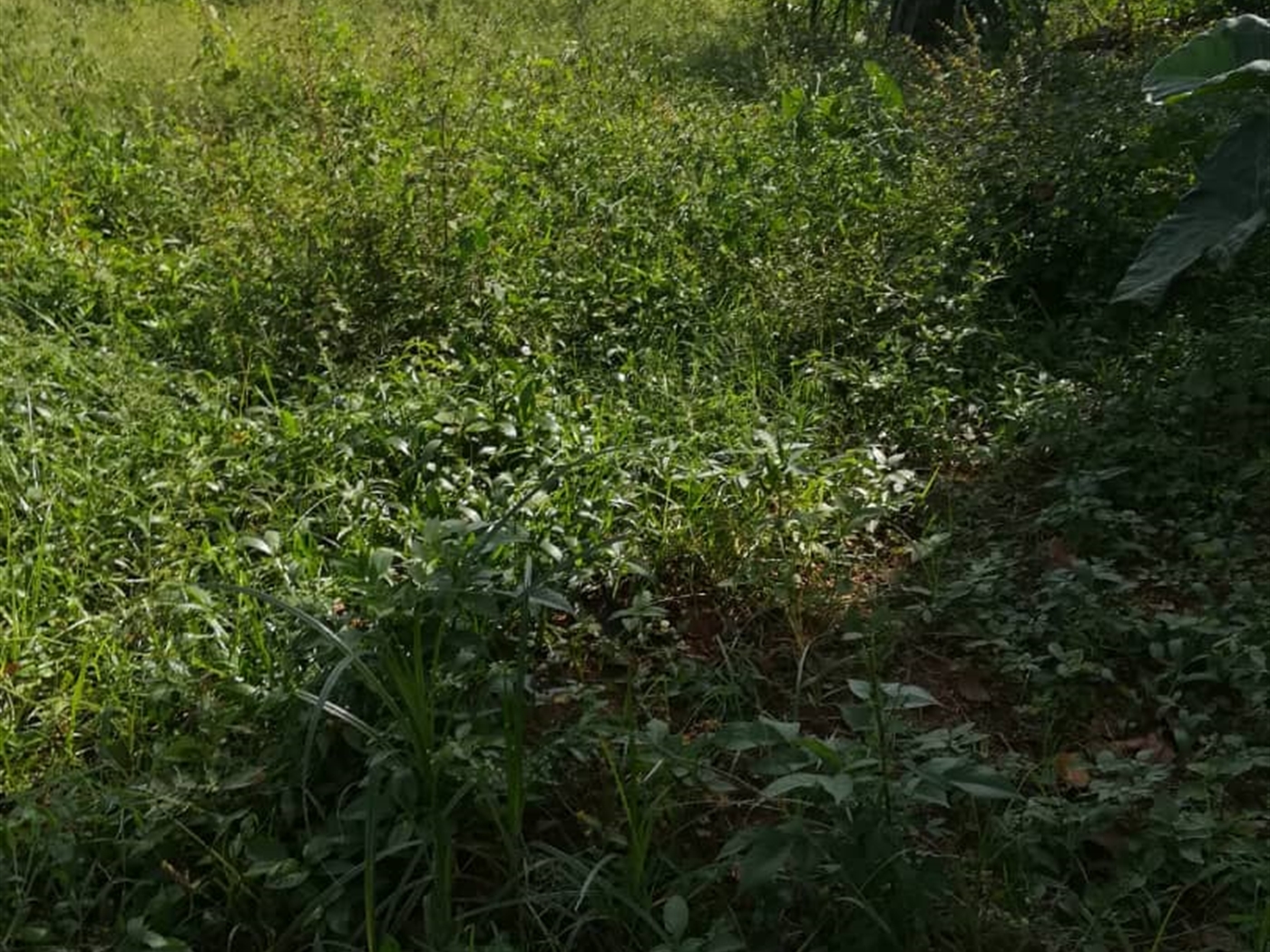 Residential Land for sale in Ntawo Mukono