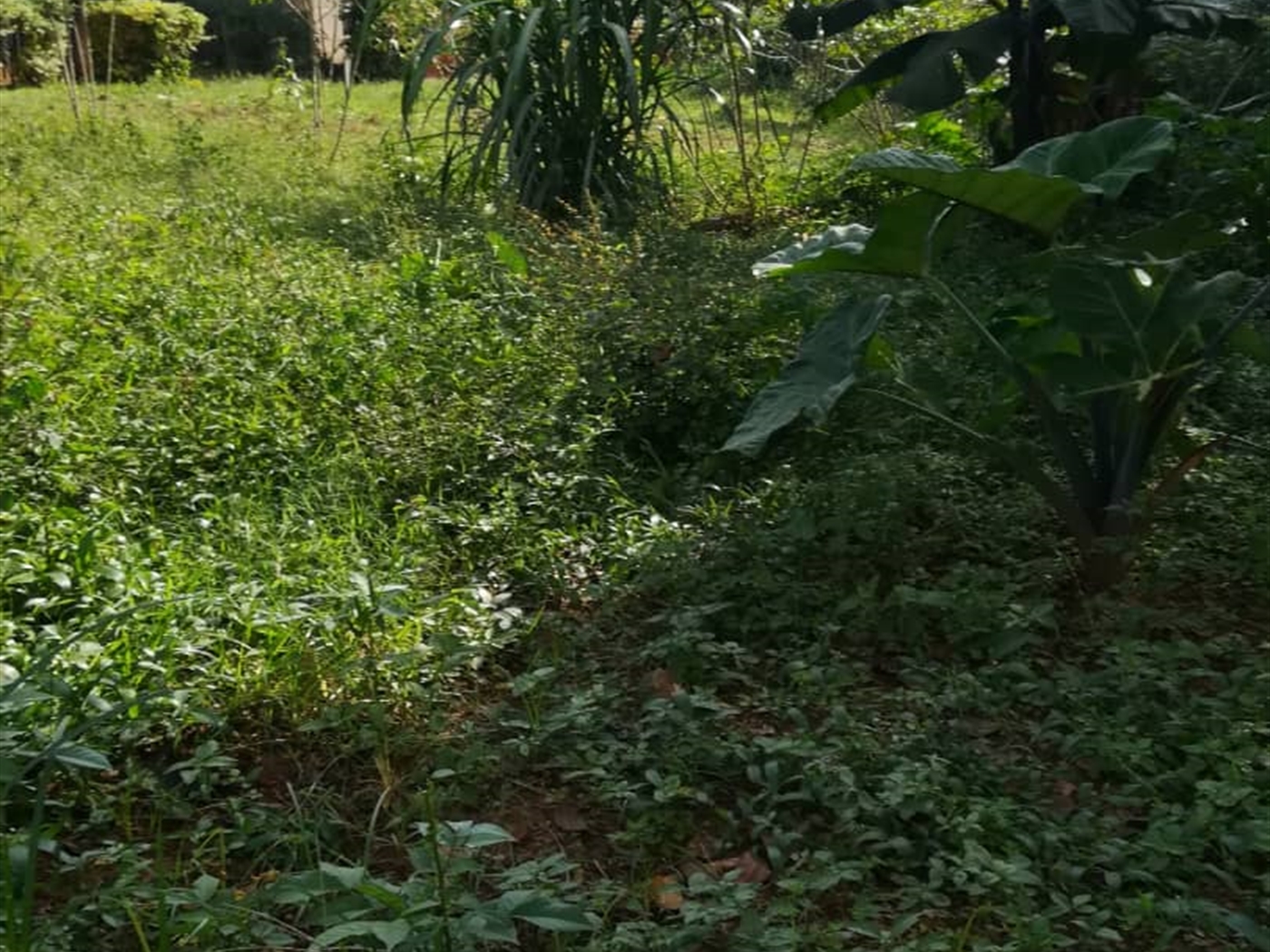 Residential Land for sale in Ntawo Mukono