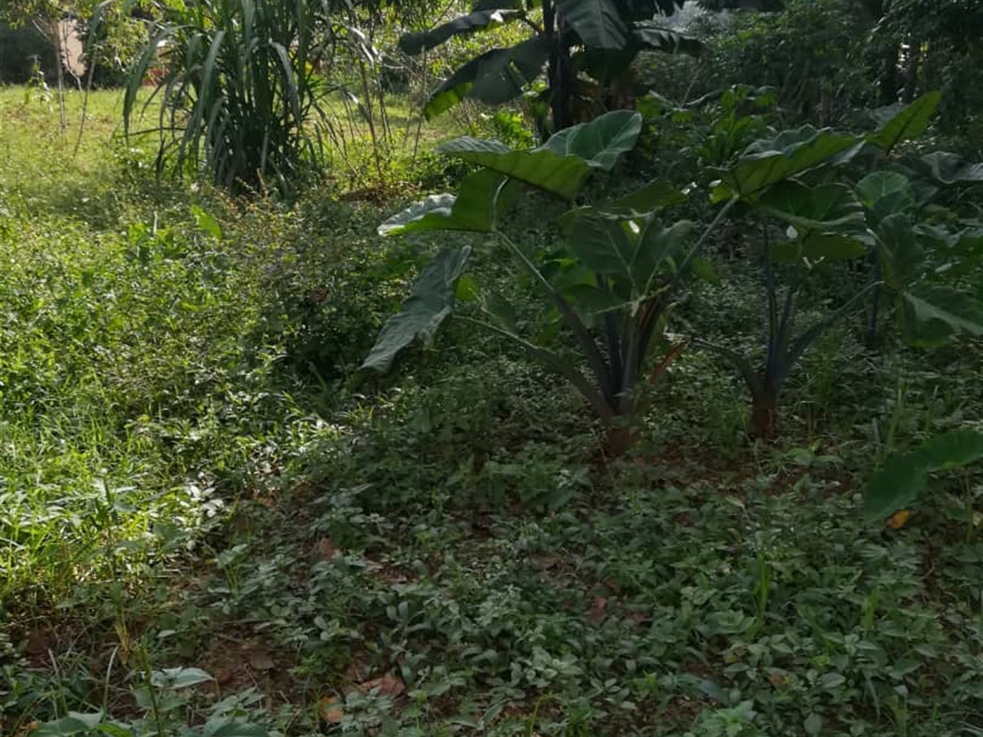 Residential Land for sale in Ntawo Mukono