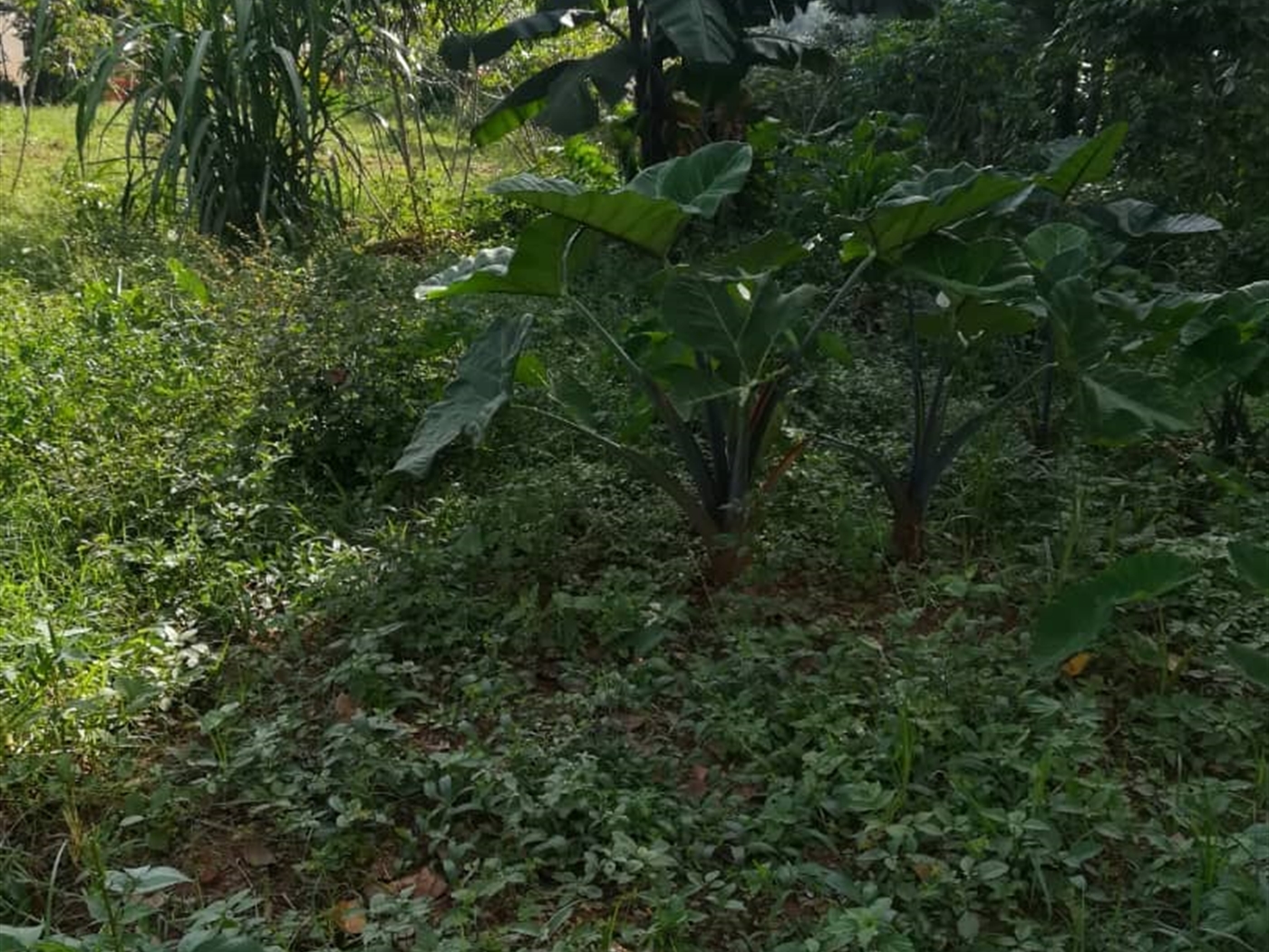 Residential Land for sale in Ntawo Mukono