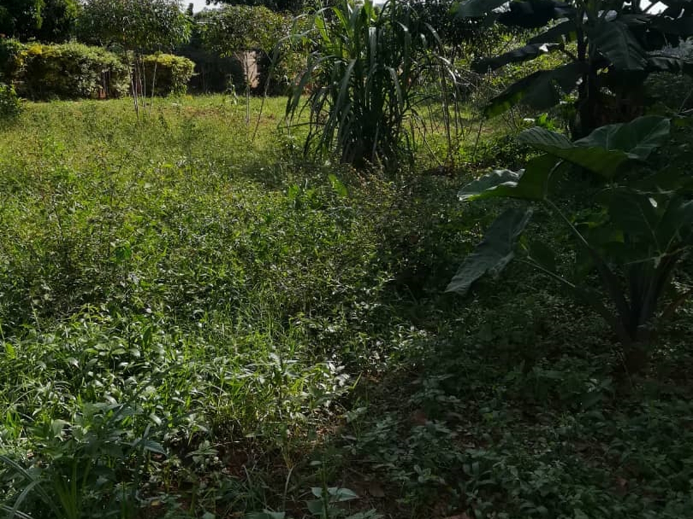 Residential Land for sale in Nabuuta Mukono