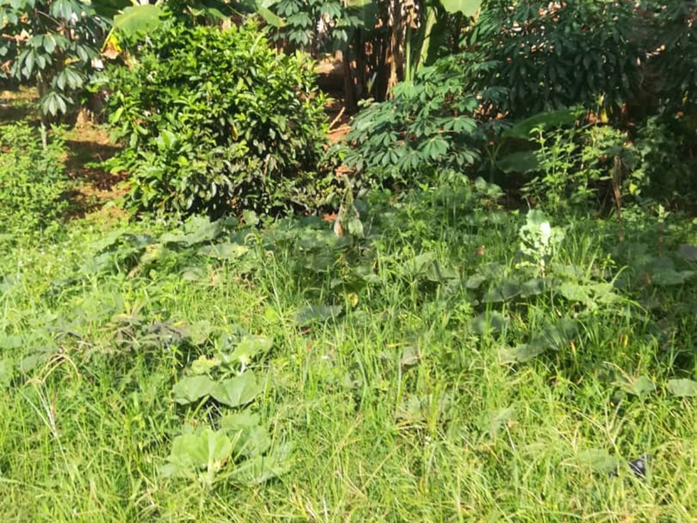 Residential Land for sale in Nabuuta Mukono