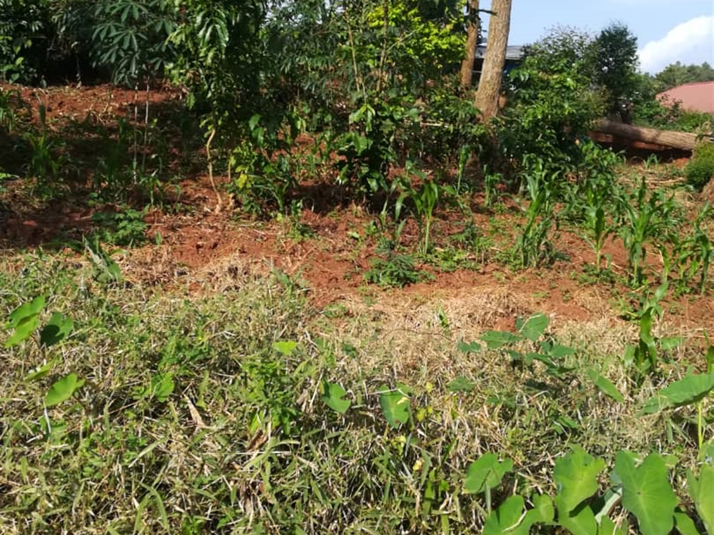 Residential Land for sale in Nabuuta Mukono