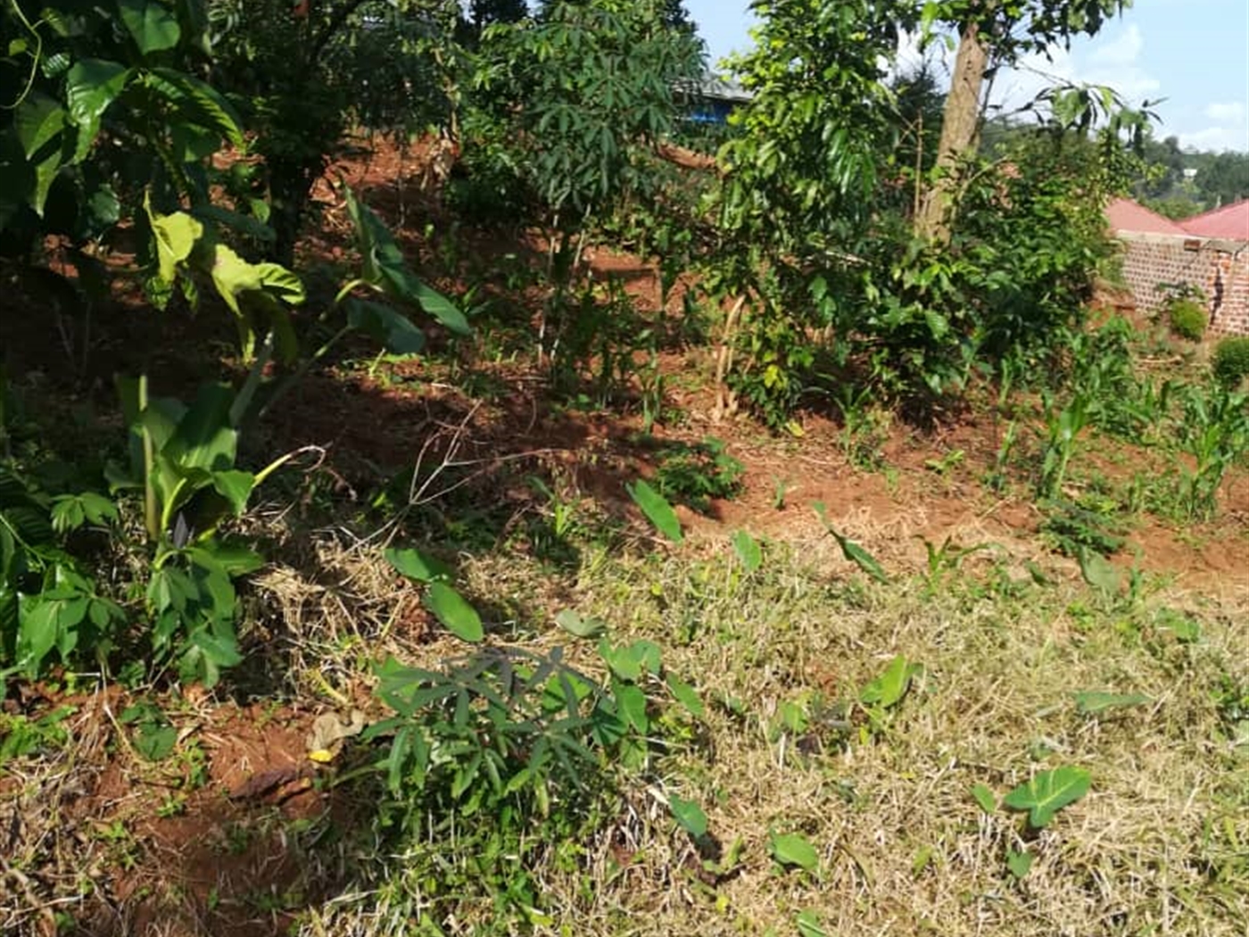 Residential Land for sale in Nabuuta Mukono