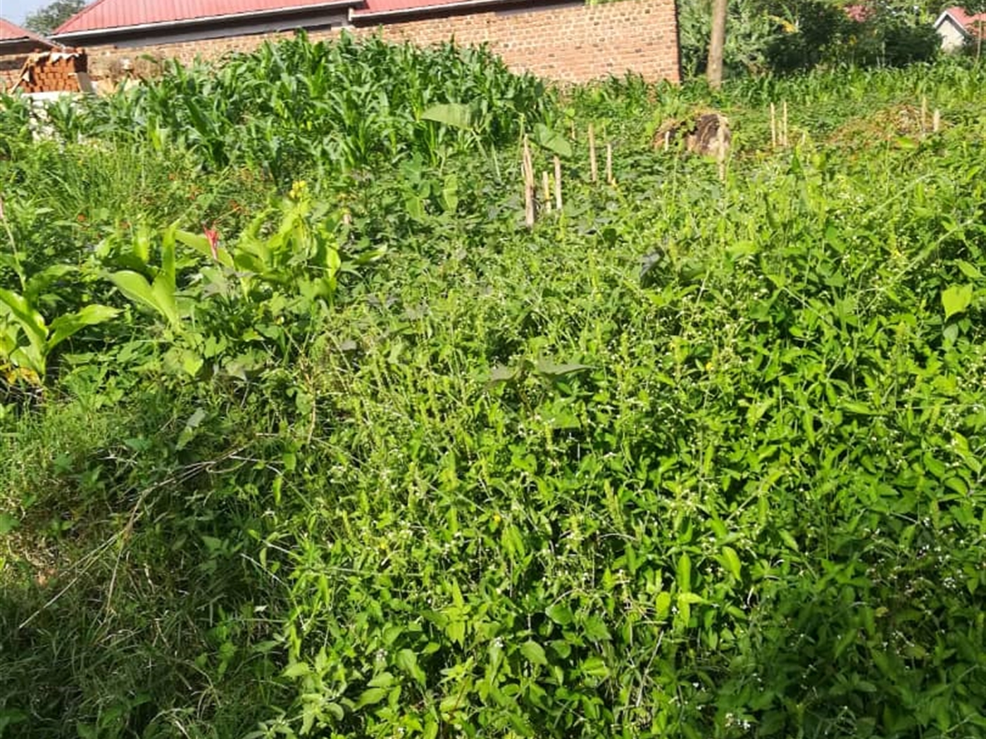 Residential Land for sale in Nabuuta Mukono