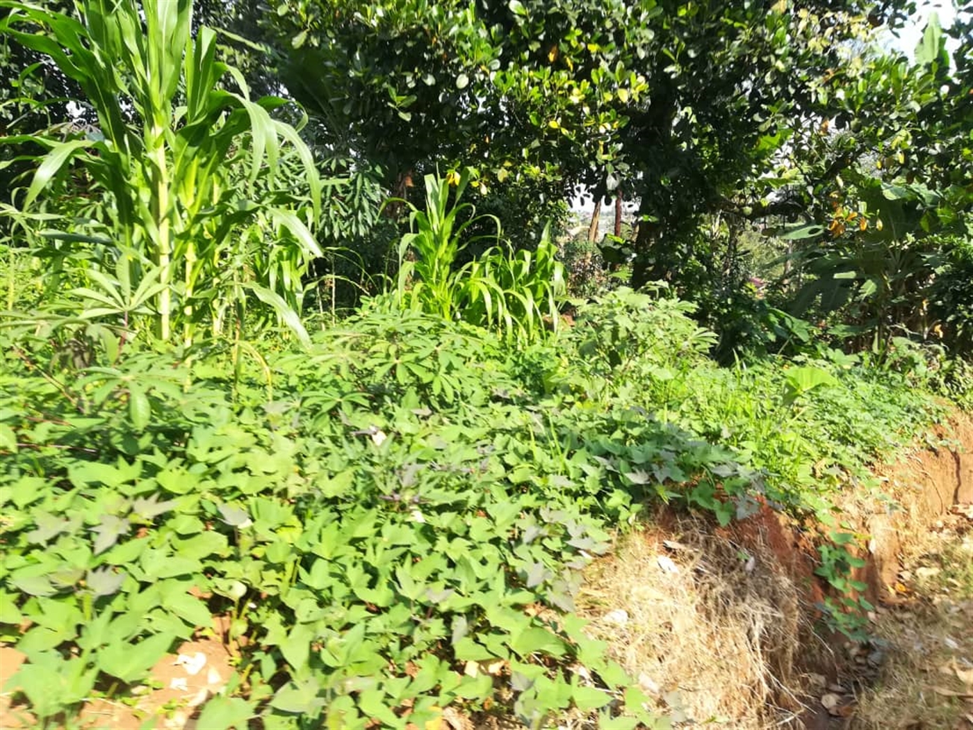 Residential Land for sale in Nabuuta Mukono