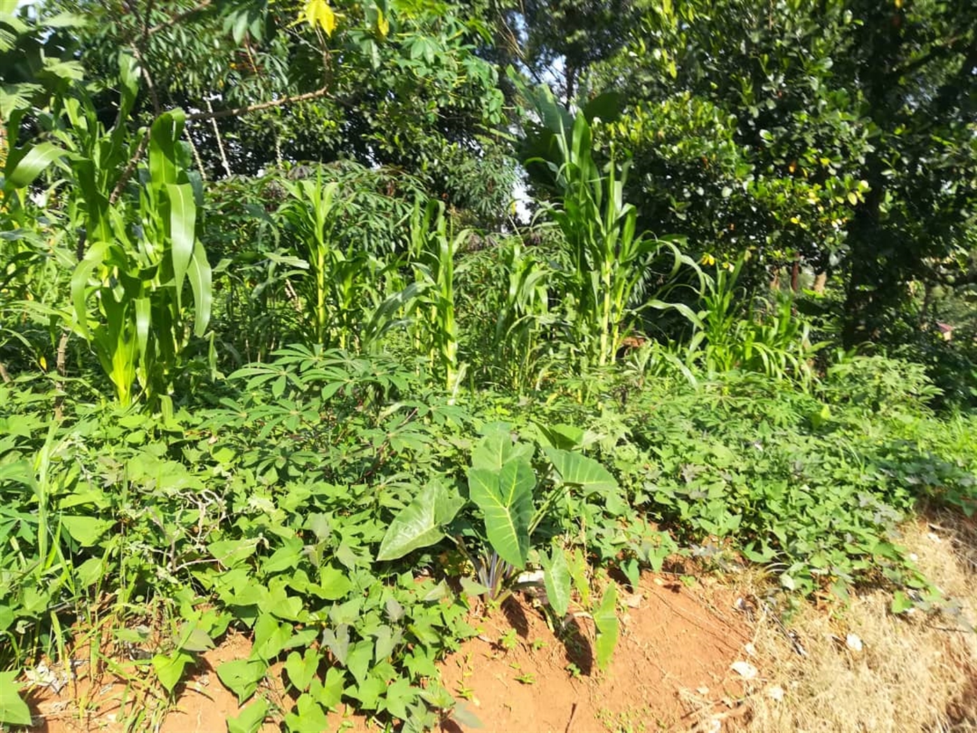 Residential Land for sale in Nabuuta Mukono