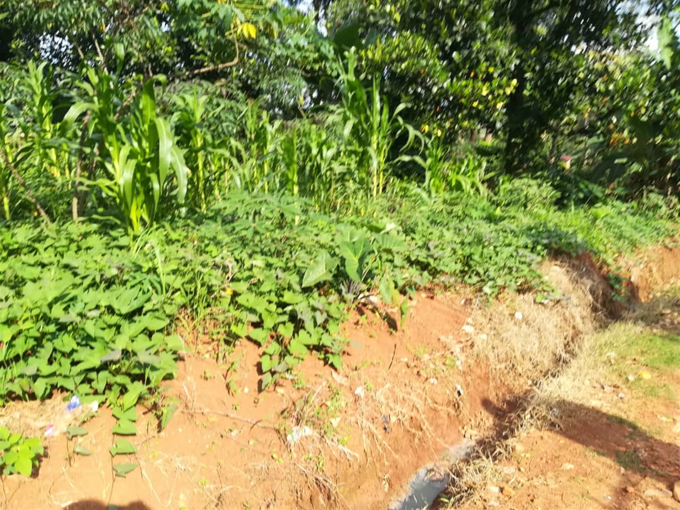 Residential Land for sale in Nabuuta Mukono