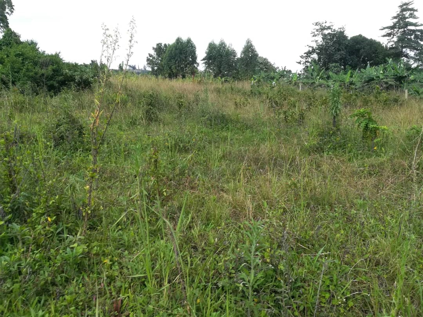 Residential Land for sale in Nabuuta Mukono