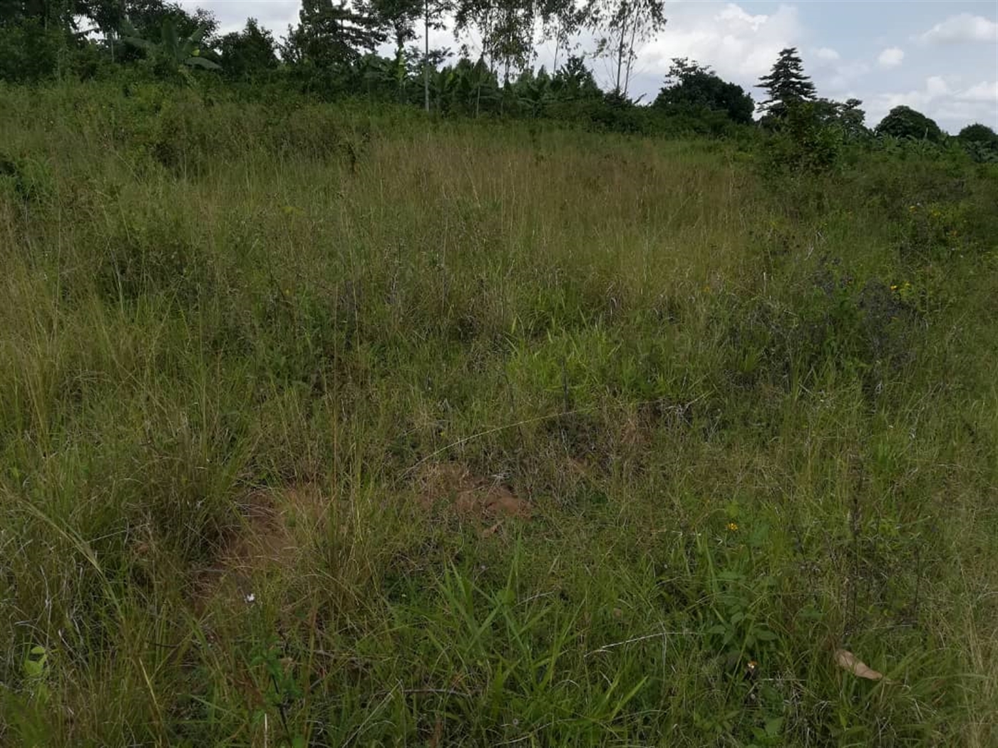 Residential Land for sale in Nabuuta Mukono