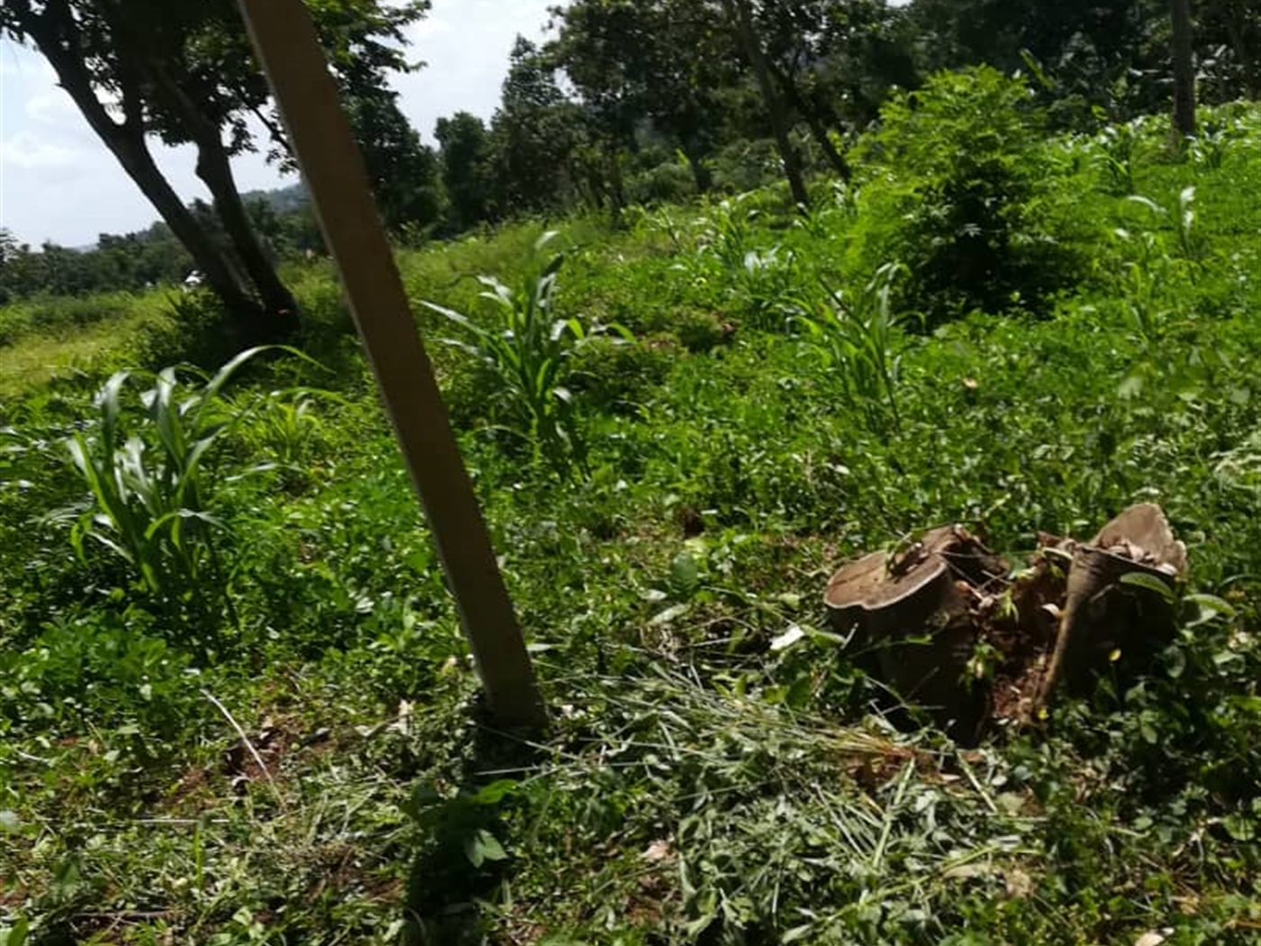 Residential Land for sale in Namawojjolo Mukono