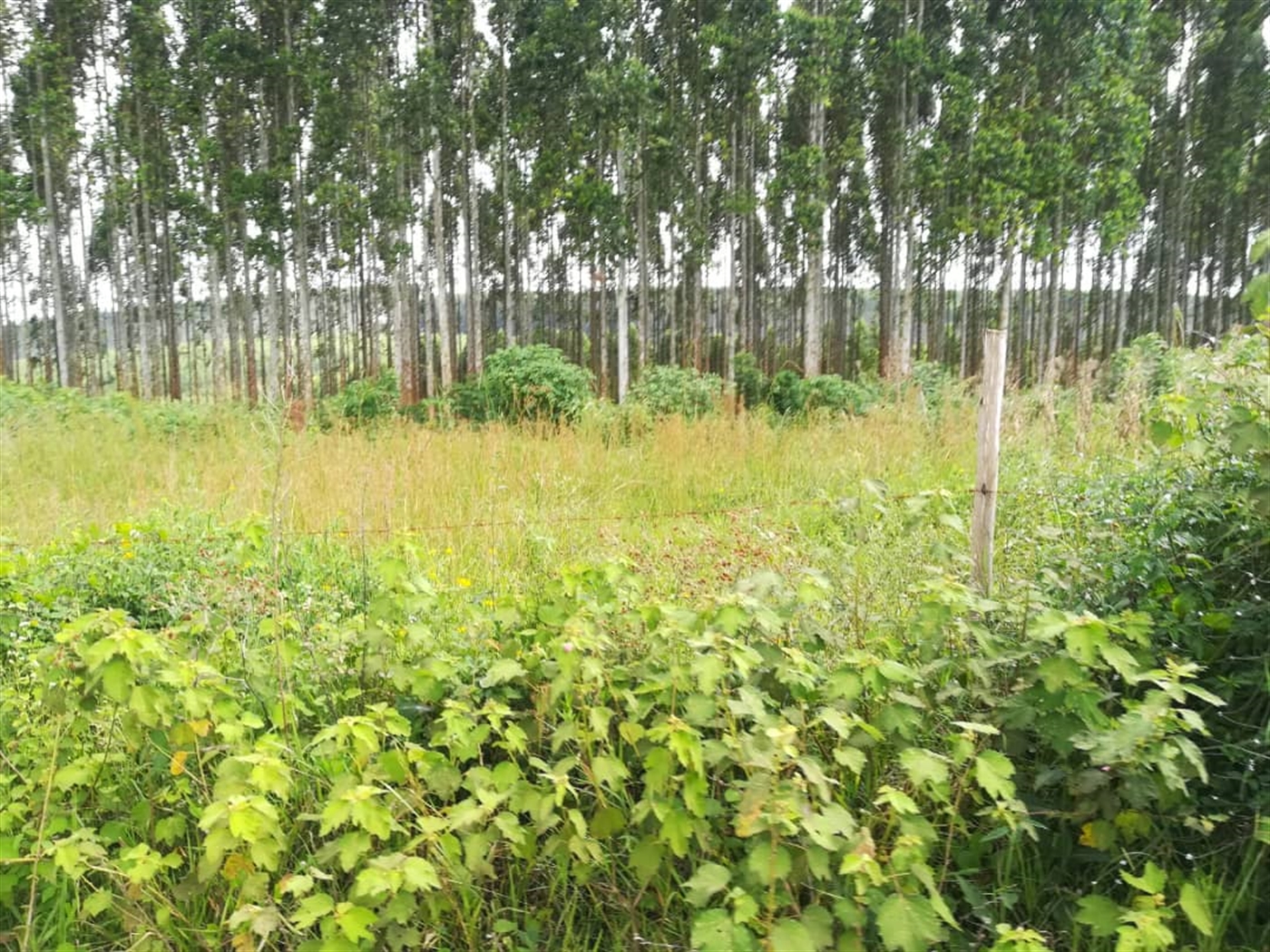 Residential Land for sale in Nabuuta Mukono