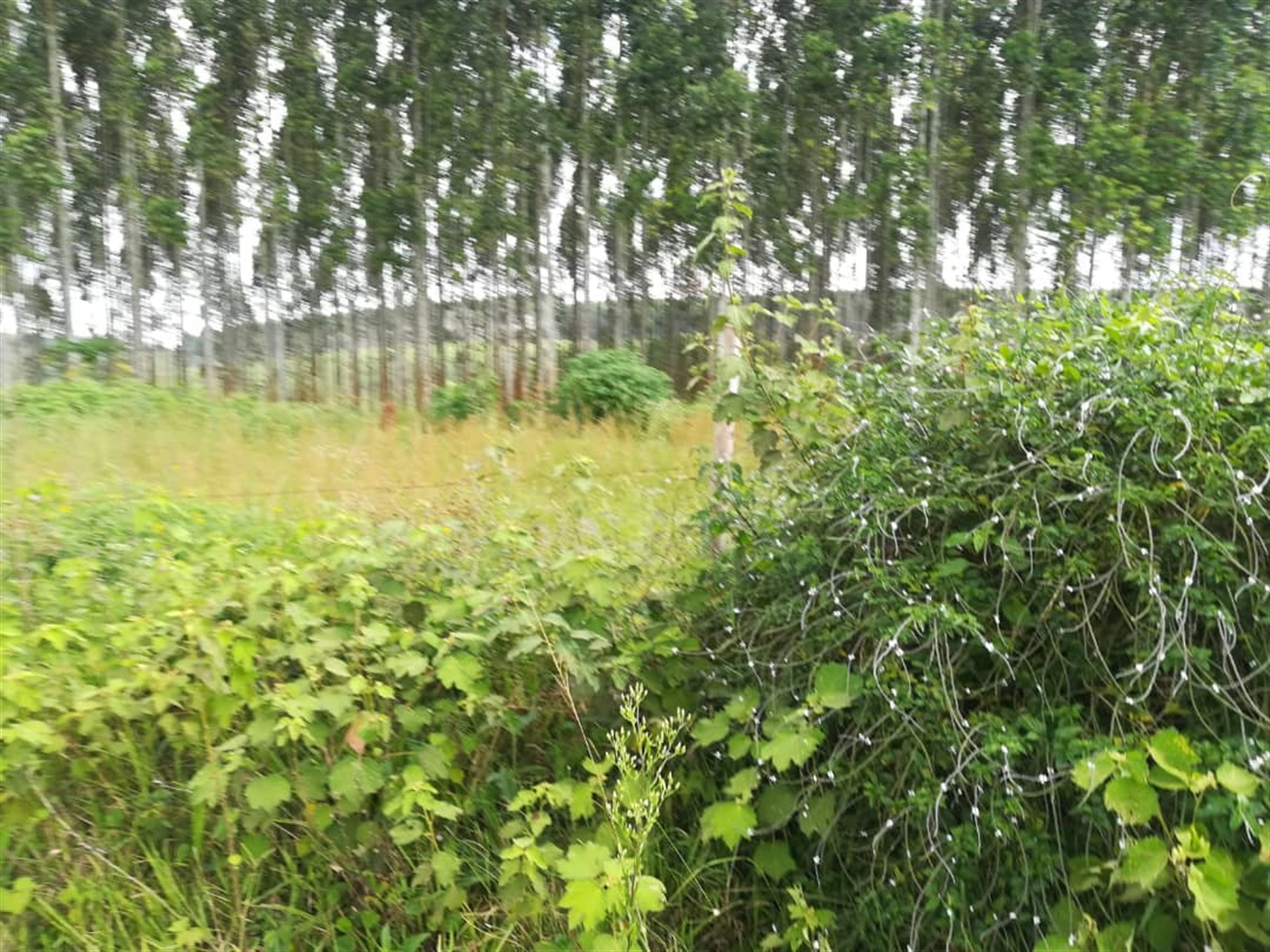 Residential Land for sale in Nabuuta Mukono