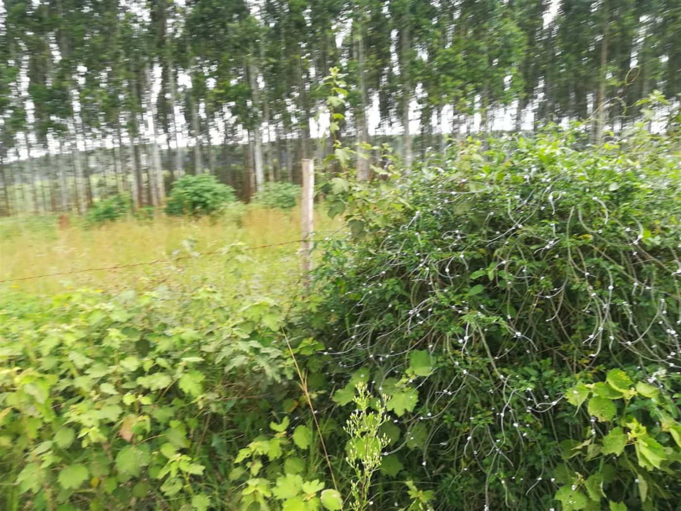 Residential Land for sale in Nabuuta Mukono