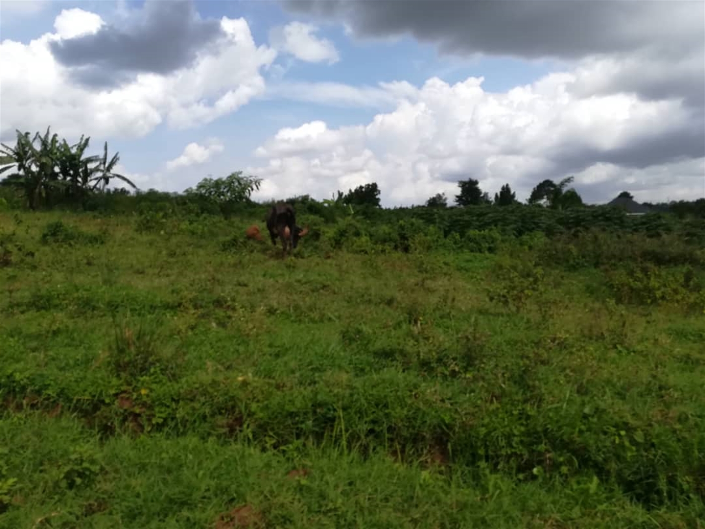 Residential Land for sale in Nabuuta Mukono