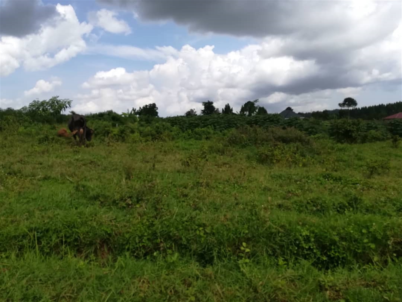 Residential Land for sale in Nabuuta Mukono