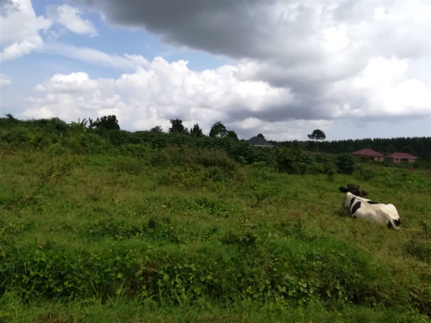 Residential Land for sale in Nabuuta Mukono