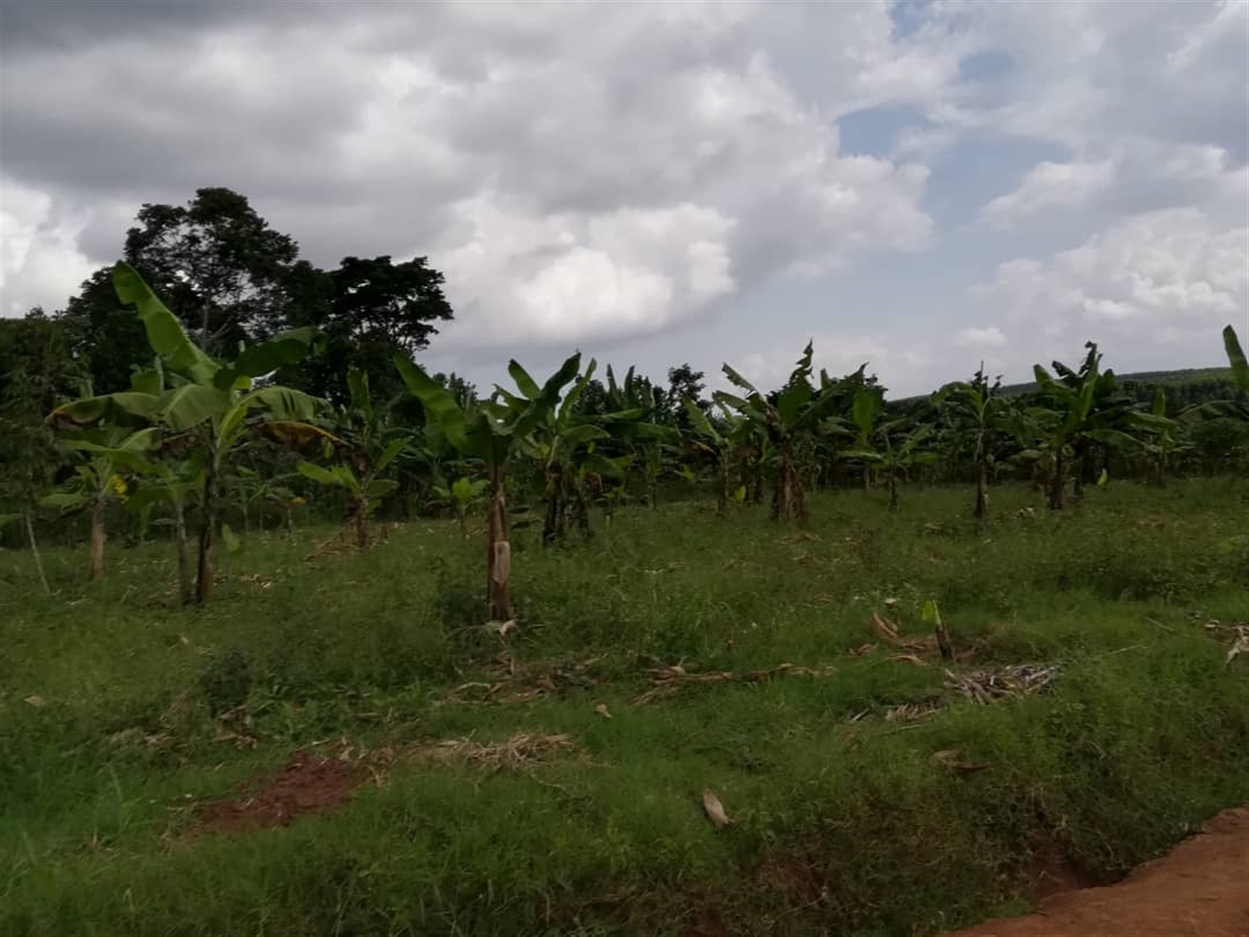 Residential Land for sale in Nabuuta Mukono