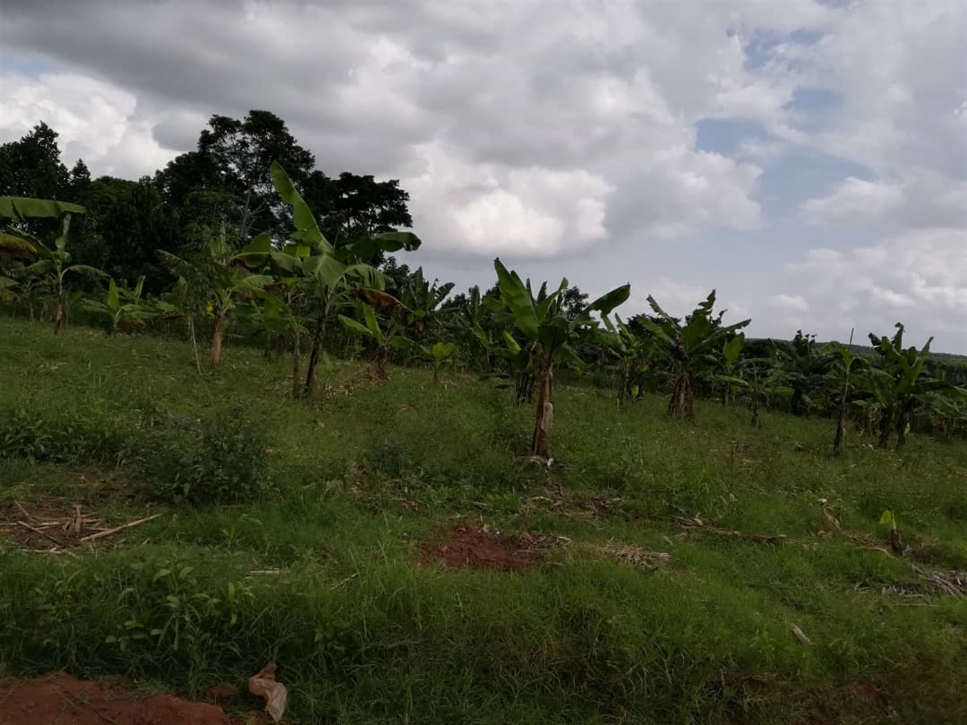 Residential Land for sale in Nabuuta Mukono