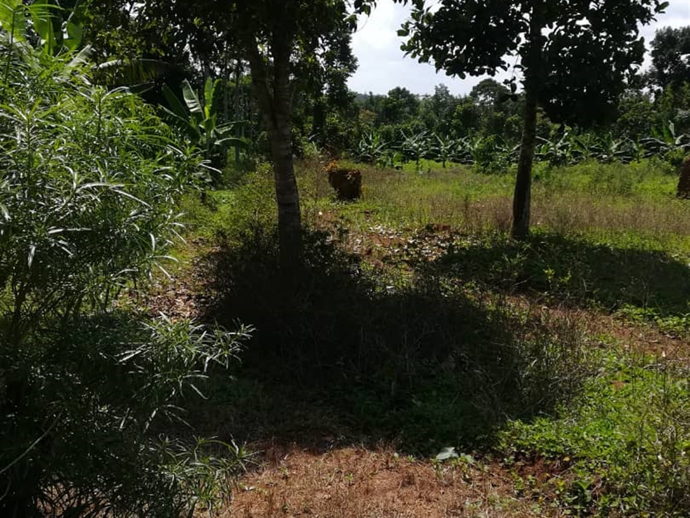 Residential Land for sale in Namawojjolo Mukono