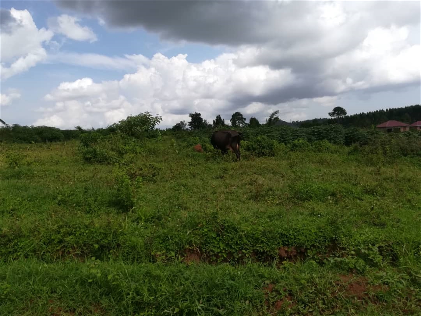 Residential Land for sale in Nabuuta Mukono