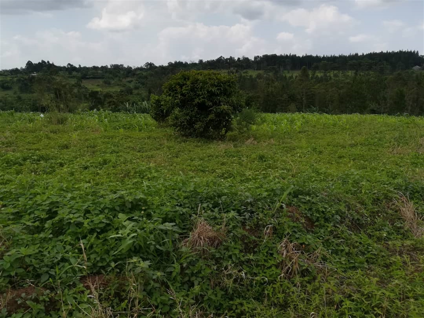 Residential Land for sale in Nabuuta Mukono