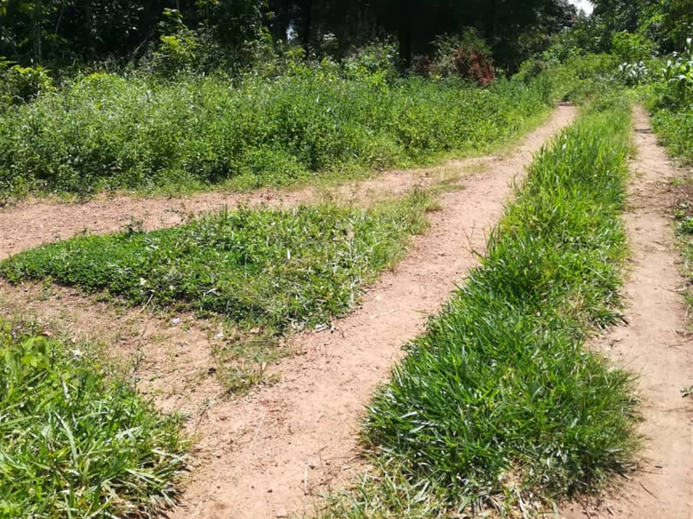 Residential Land for sale in Namawojjolo Mukono