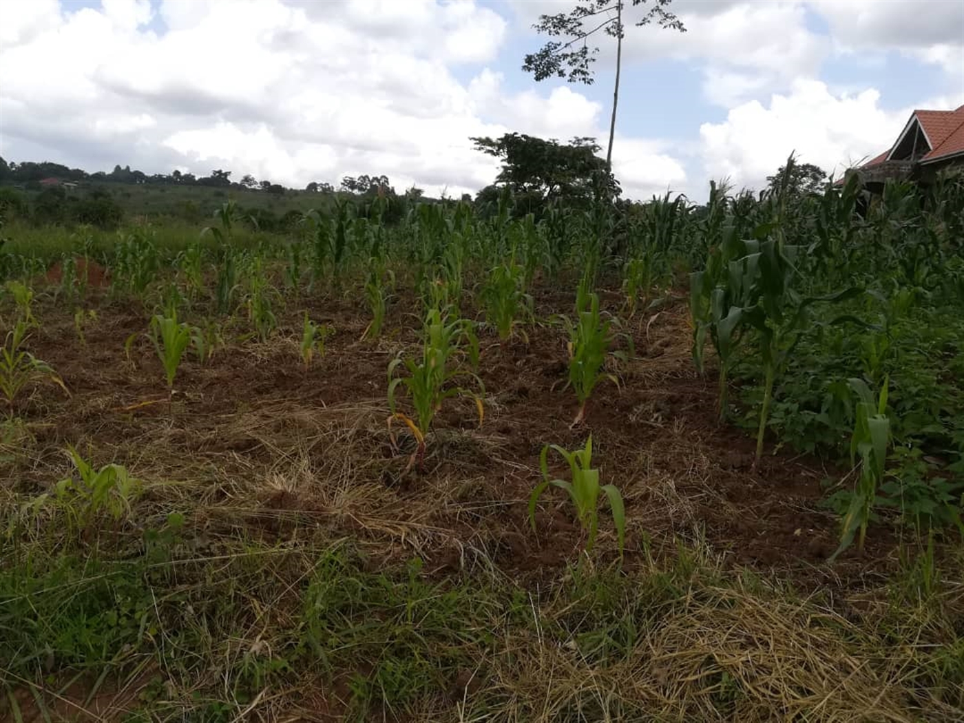 Residential Land for sale in Nabuuta Mukono