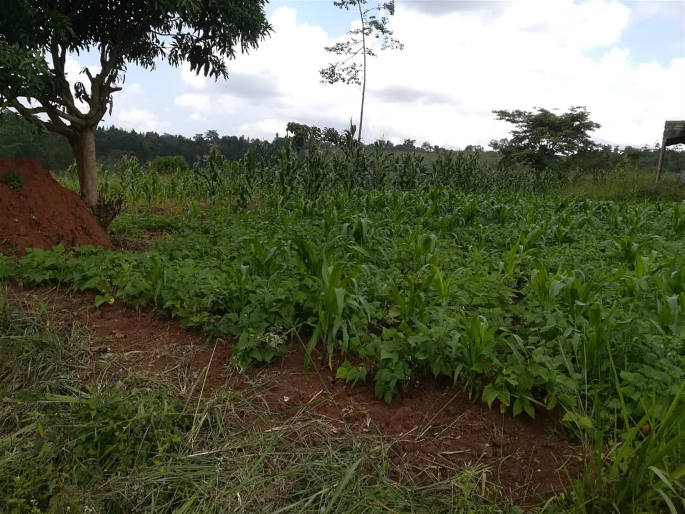 Residential Land for sale in Nabuuta Mukono