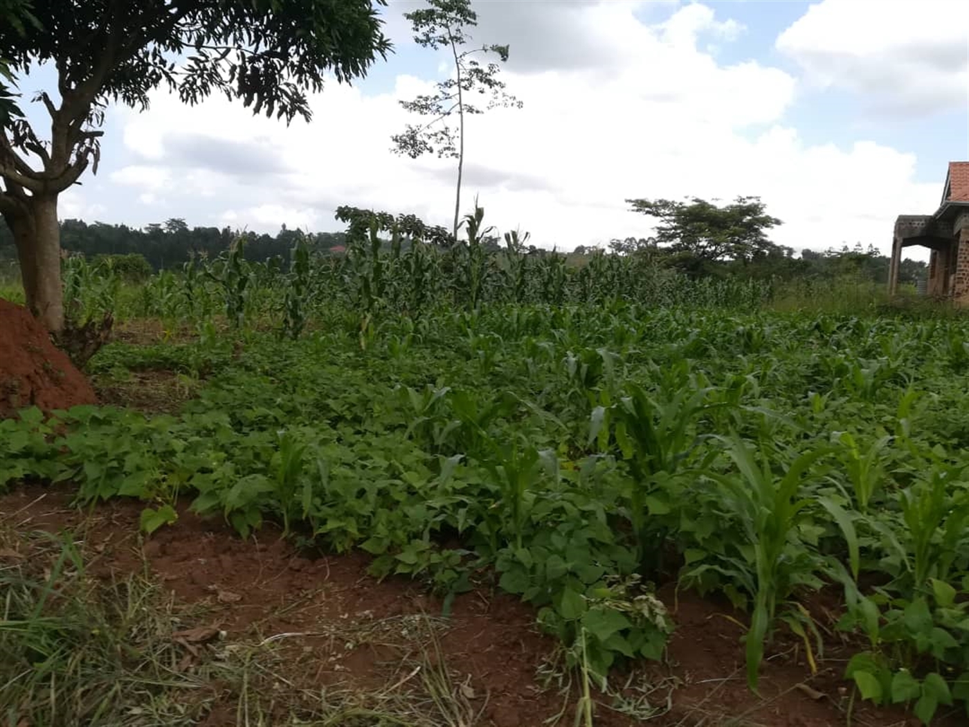 Residential Land for sale in Nabuuta Mukono